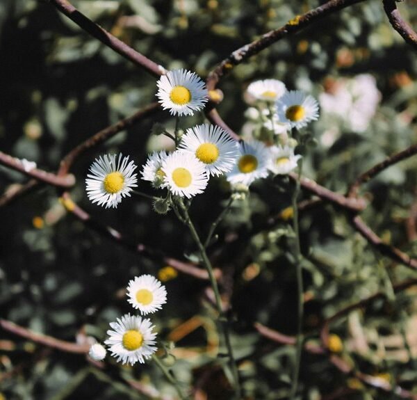 boost blog through linking